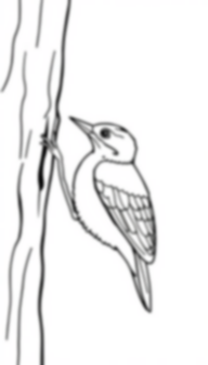 woodpecker pecking - woodpecker, pecking coloring page