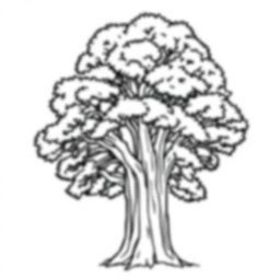 Free sequoia tree - sequoia tree Coloring Page for Kids - Printable PDF & PNG