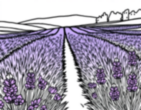 Free lavender field - field, lavender Coloring Page for Kids - Printable PDF & PNG