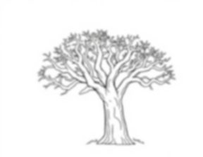 Free baobab tree - baobab tree Coloring Page for Kids - Printable PDF & PNG