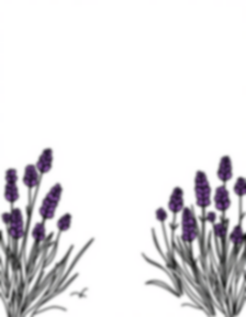 lavender field - field, lavender coloring page