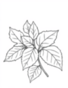 Free autumn leaves - leaves, autumn Coloring Page for Kids - Printable PDF & PNG