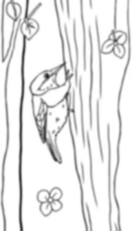 nuthatch climbing - climbing, nuthatch coloring page