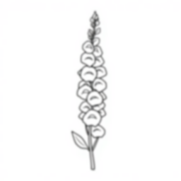 Free foxglove - foxglove Coloring Page for Kids - Printable PDF & PNG