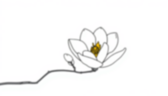 Free magnolia blooming - blooming, magnolia Coloring Page for Kids - Printable PDF & PNG